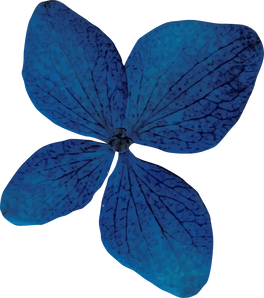 Blue Dried Flower