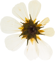 Hand Pressed Flora