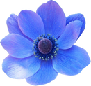 Watercolor Blue Flower