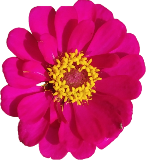 Pink Flower Illustration